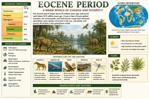 Eocene Period | Fossils for Sale Plagiolophus Annectens Eocene Herbivore