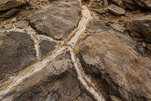 Example of Fissure Fill | Fossils for Sale Abyssomedon williamsi Parareptile Fossil for Sale