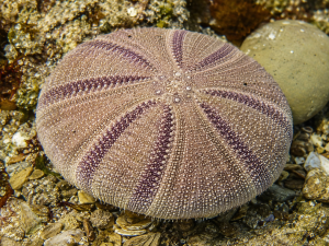Weisbordella Echinoid Fossil for Sale