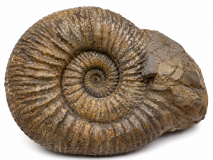 Hoploscaphites | Fossils for Sale Hoploscaphites Ammonite Fossil For Sale