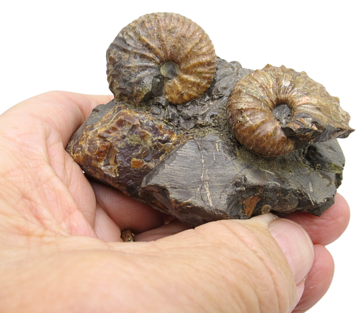 Hoploscaphites Ammonite Fossil For Sale from Glendive Montana 4 | Fossils for Sale Hoploscaphites Ammonite Fossil For Sale from Glendive Montana #4