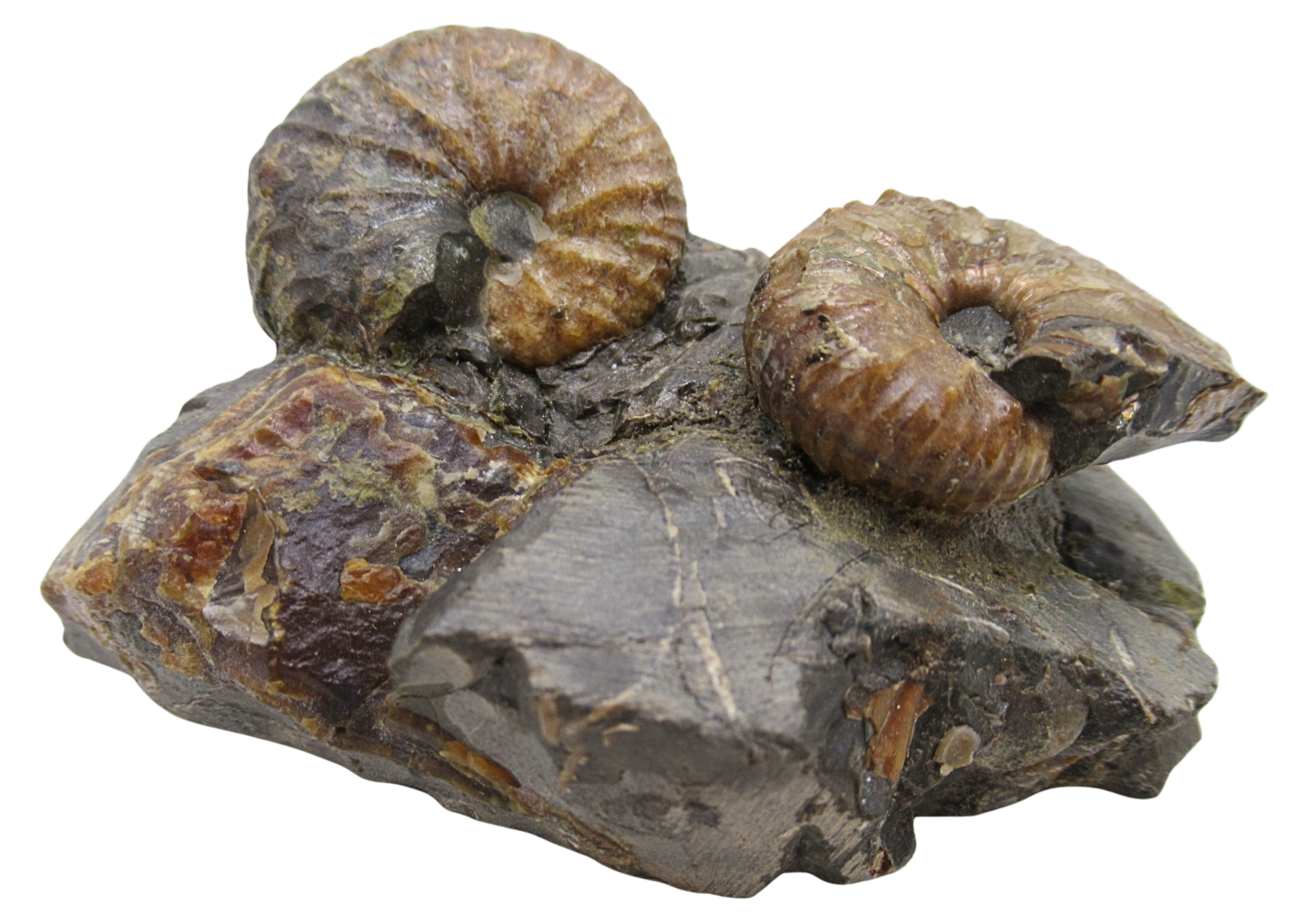 Hoploscaphites Ammonite Fossil For Sale from Glendive Montana 4a | Fossils for Sale Hoploscaphites Ammonite Fossil For Sale from Glendive Montana #4a