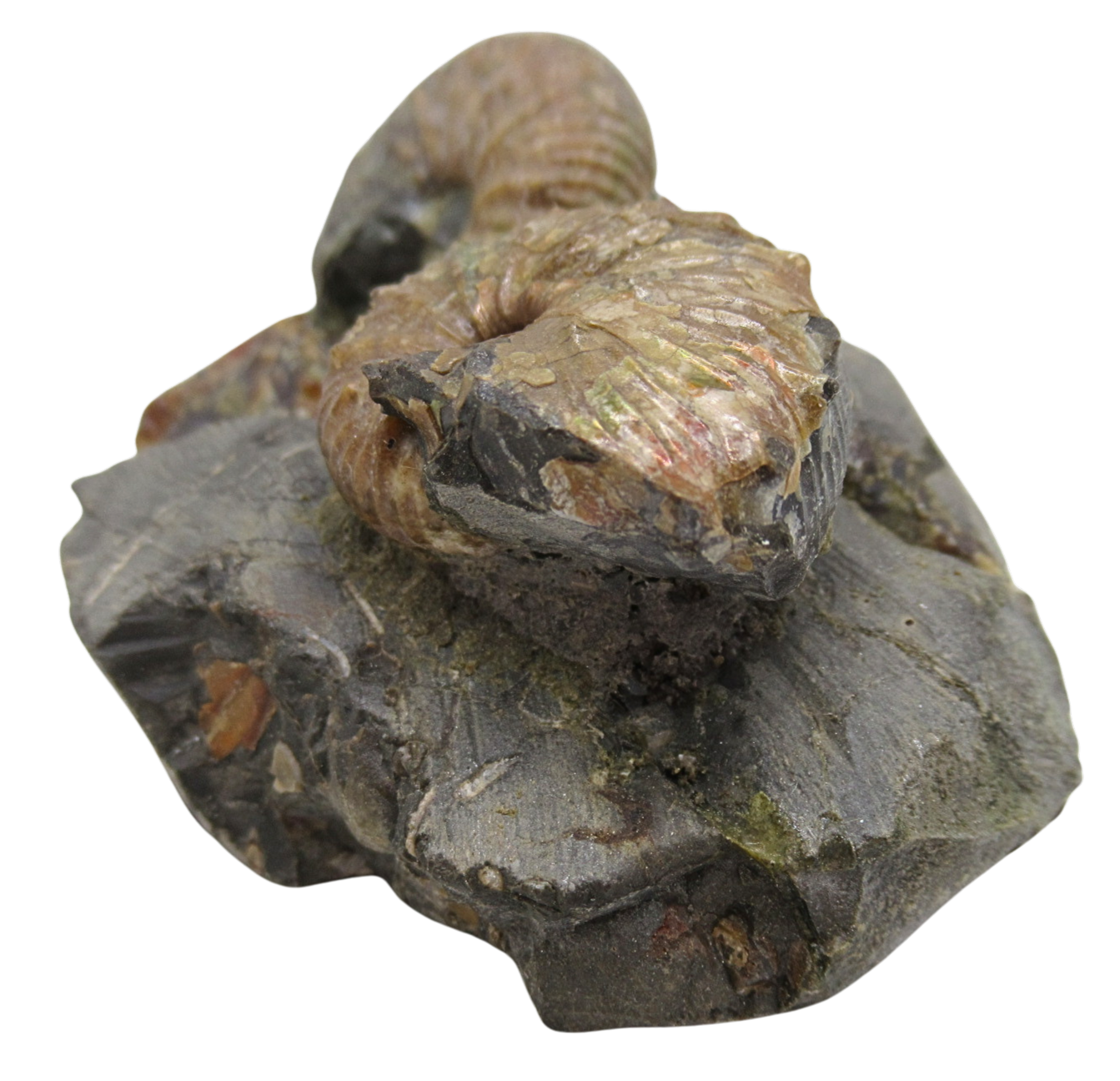 Hoploscaphites Ammonite Fossil For Sale from Glendive Montana 4b | Fossils for Sale Hoploscaphites Ammonite Fossil For Sale from Glendive Montana #4b