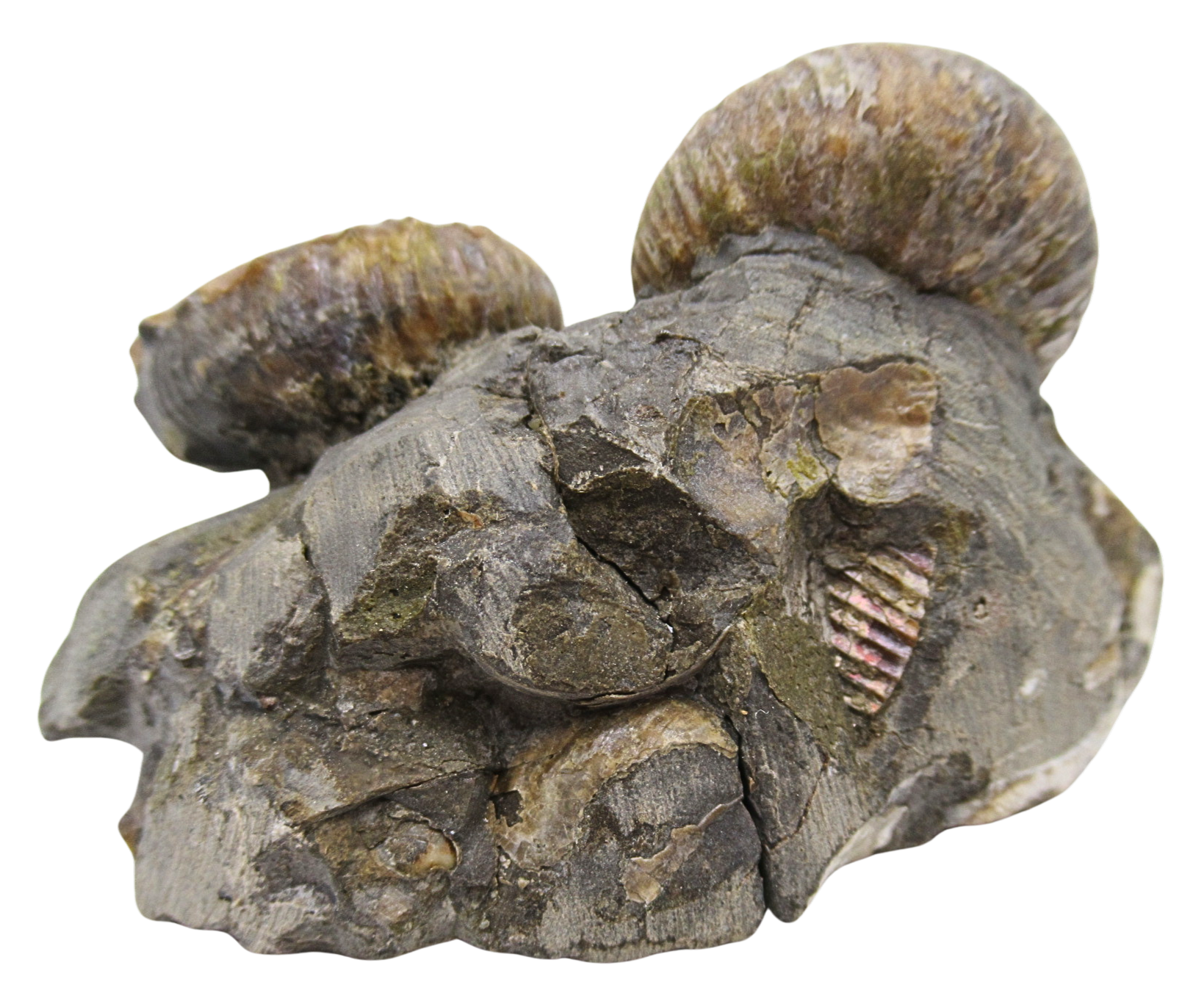 Hoploscaphites Ammonite Fossil For Sale from Glendive Montana 4c | Fossils for Sale Hoploscaphites Ammonite Fossil For Sale from Glendive Montana #4c
