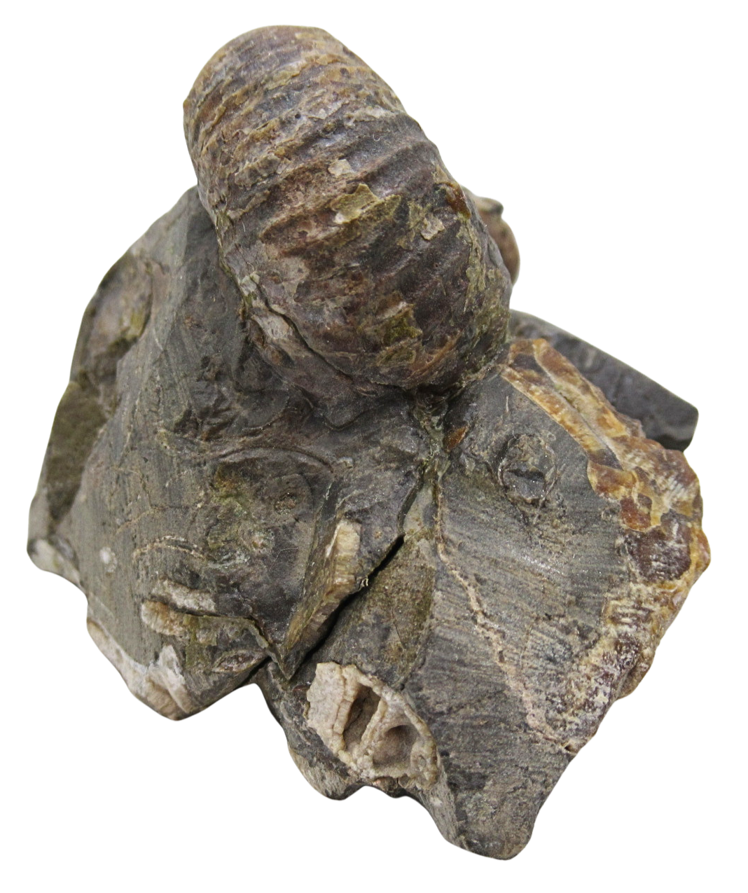 Hoploscaphites Ammonite Fossil For Sale from Glendive Montana 4d | Fossils for Sale Hoploscaphites Ammonite Fossil For Sale from Glendive Montana #4d