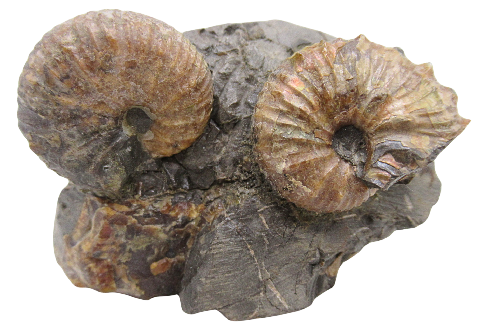 Hoploscaphites Ammonite Fossil For Sale from Glendive Montana 4e | Fossils for Sale Hoploscaphites Ammonite Fossil For Sale from Glendive Montana #4e