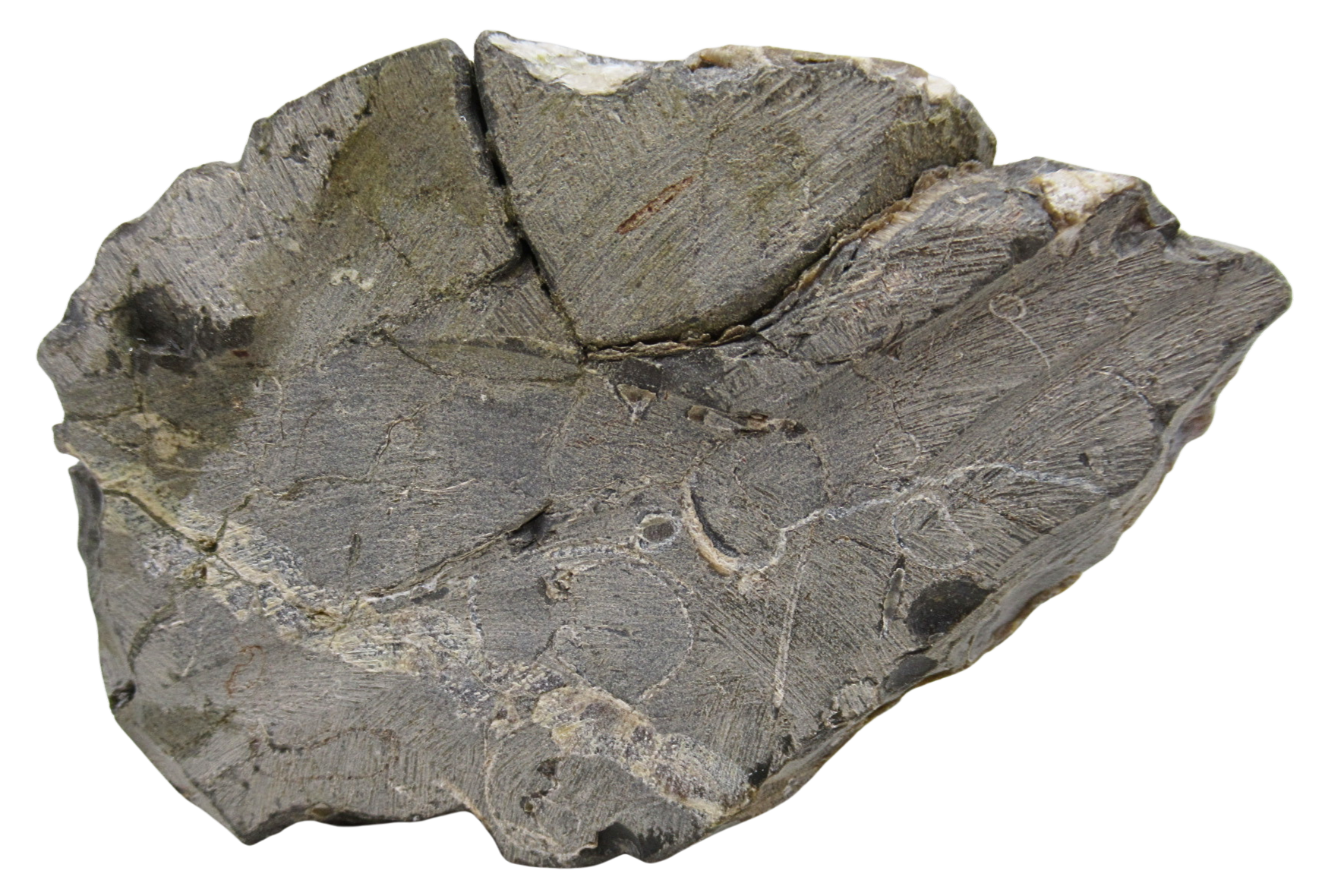 Hoploscaphites Ammonite Fossil For Sale from Glendive Montana 4f | Fossils for Sale Hoploscaphites Ammonite Fossil For Sale from Glendive Montana #4f