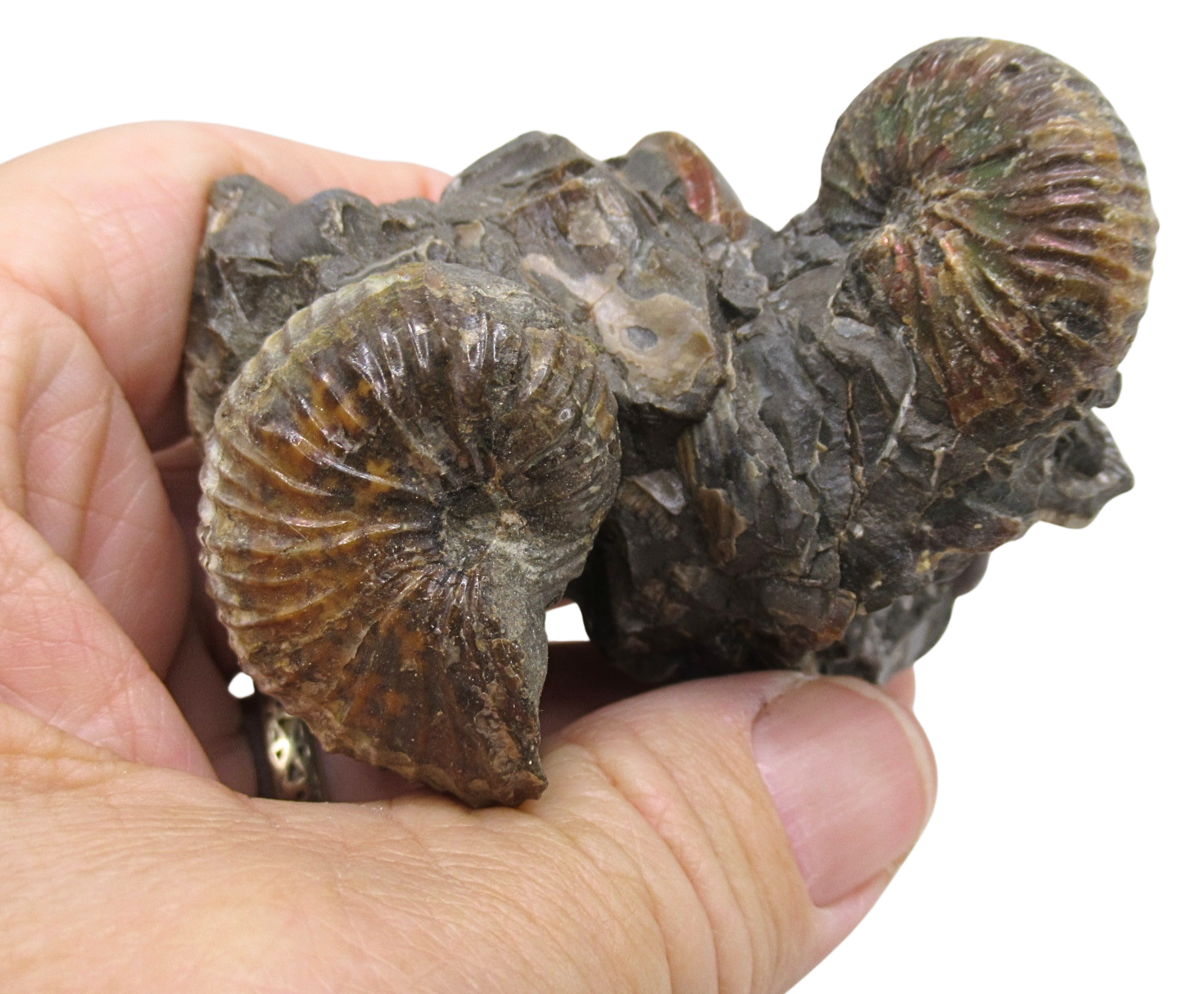 Hoploscaphites Ammonite Fossil For Sale from Glendive Montana 5 | Fossils for Sale Hoploscaphites Ammonite Fossil For Sale from Glendive Montana #5