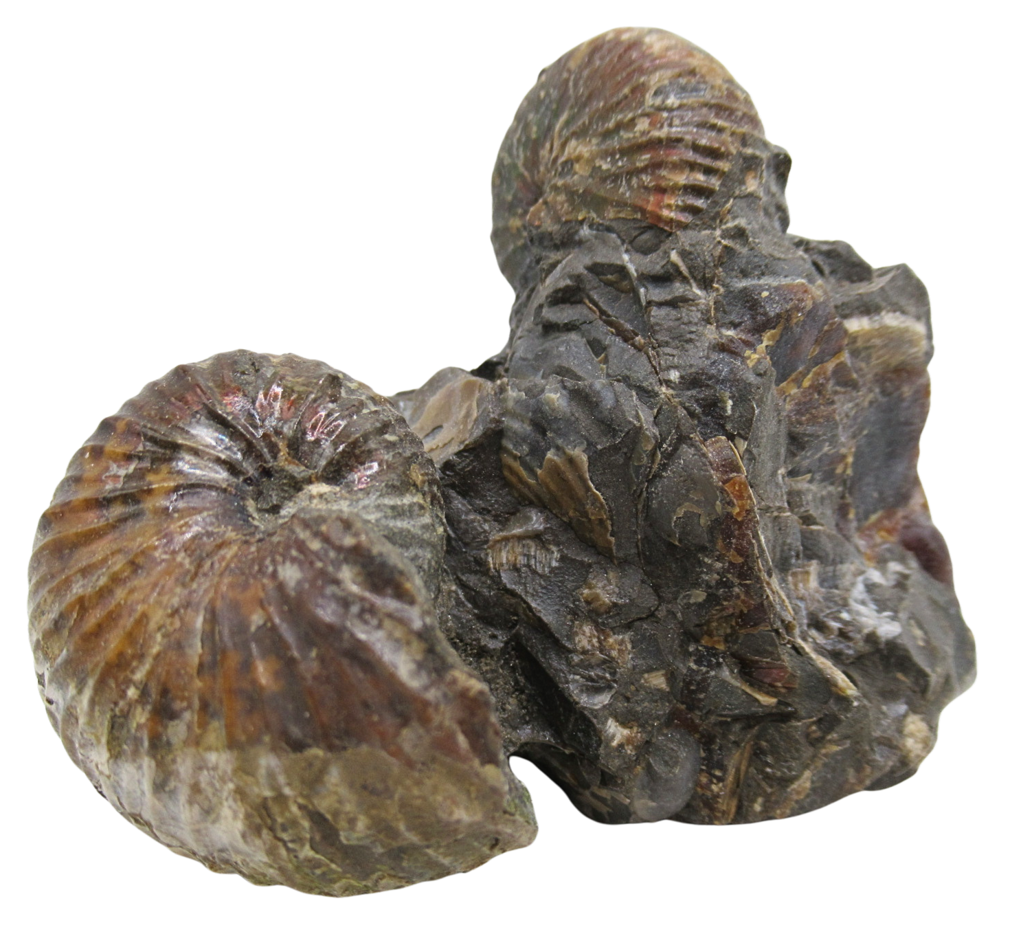 Hoploscaphites Ammonite Fossil For Sale from Glendive Montana 5a | Fossils for Sale Hoploscaphites Ammonite Fossil For Sale from Glendive Montana #5a