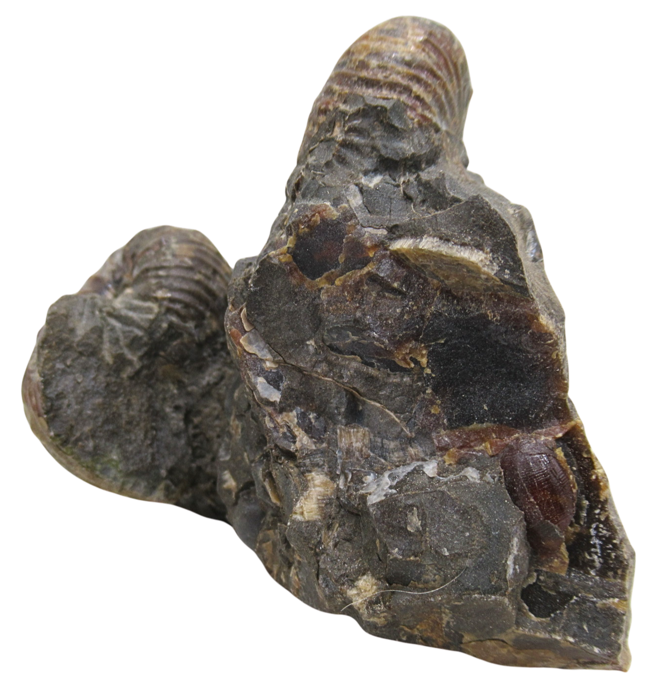 Hoploscaphites Ammonite Fossil For Sale from Glendive Montana 5b | Fossils for Sale Hoploscaphites Ammonite Fossil For Sale from Glendive Montana #5b