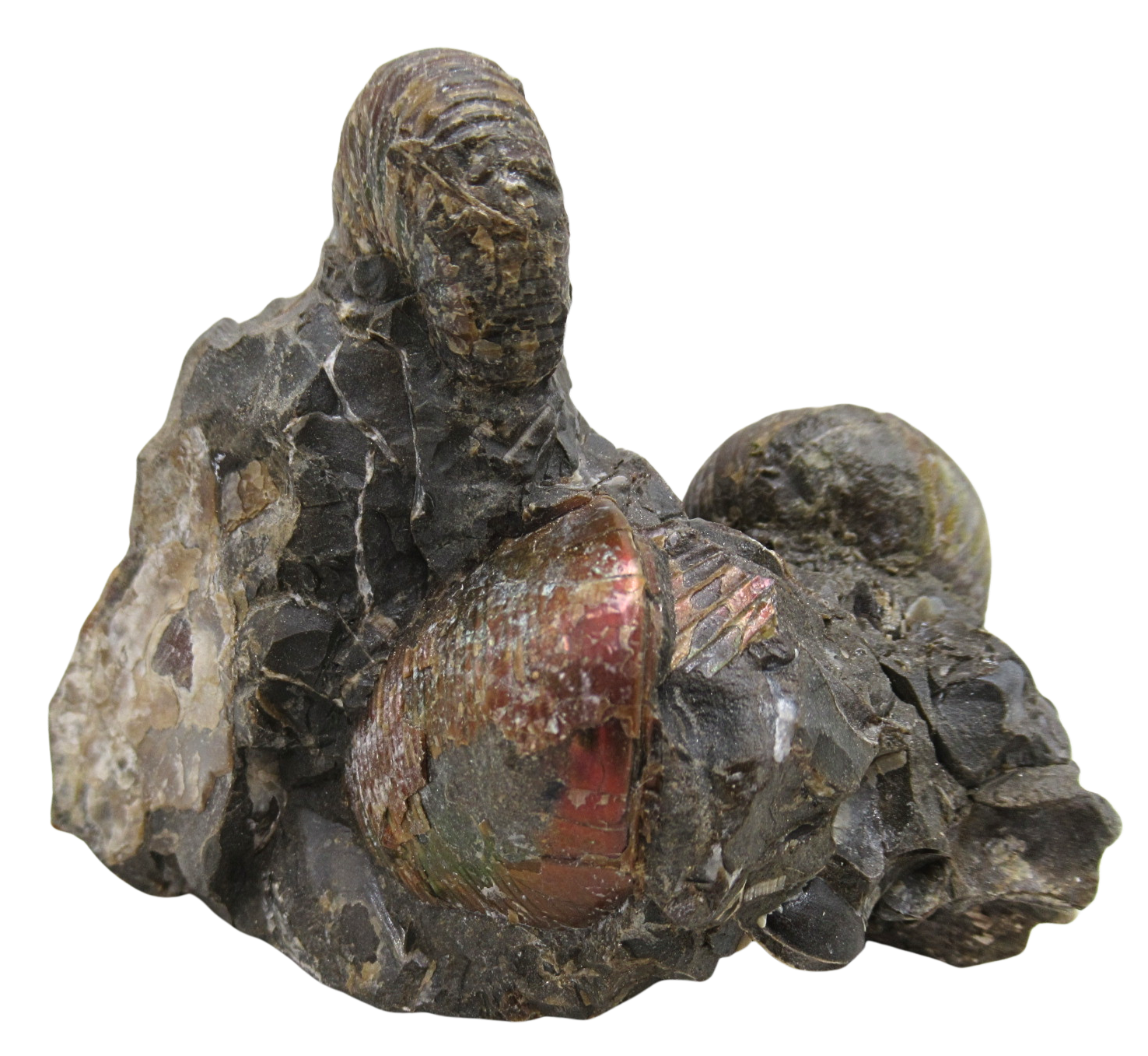 Hoploscaphites Ammonite Fossil For Sale from Glendive Montana 5c | Fossils for Sale Hoploscaphites Ammonite Fossil For Sale from Glendive Montana #5c