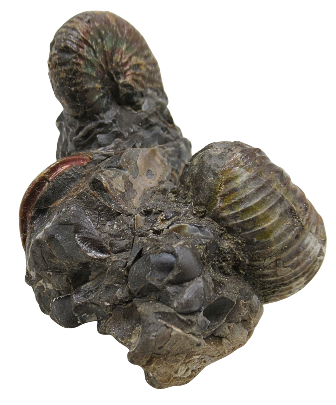 Hoploscaphites Ammonite Fossil For Sale from Glendive Montana 5d | Fossils for Sale Hoploscaphites Ammonite Fossil For Sale from Glendive Montana #5d