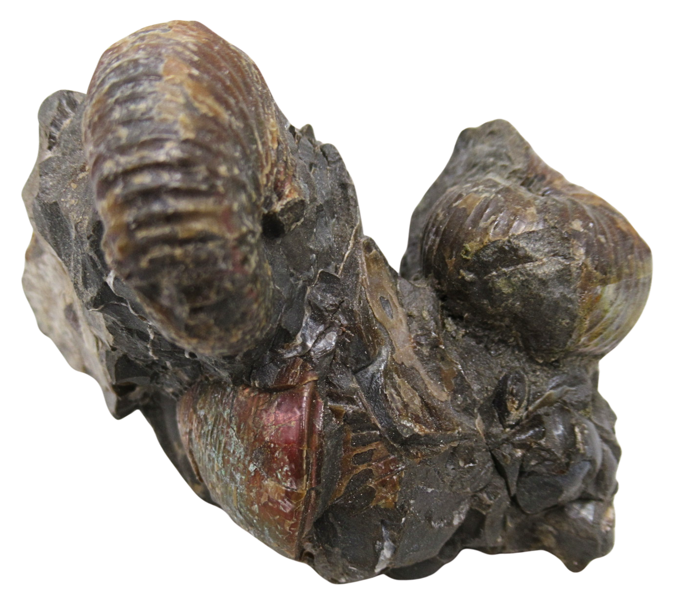 Hoploscaphites Ammonite Fossil For Sale from Glendive Montana 5e | Fossils for Sale Hoploscaphites Ammonite Fossil For Sale from Glendive Montana #5e