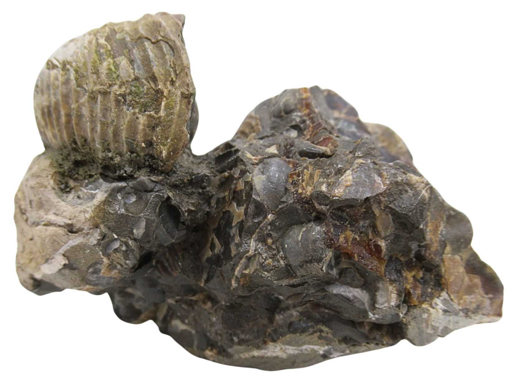 Hoploscaphites Ammonite Fossil For Sale from Glendive Montana 5f | Fossils for Sale Hoploscaphites Ammonite Fossil For Sale from Glendive Montana #5f