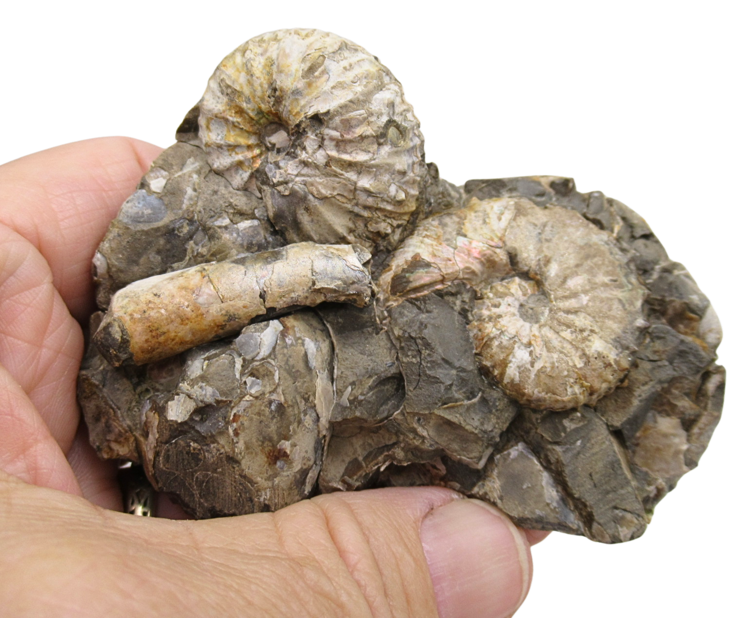 Hoploscaphites Ammonite Fossil For Sale from Glendive Montana 6 | Fossils for Sale Hoploscaphites Ammonite Fossil For Sale from Glendive Montana #6
