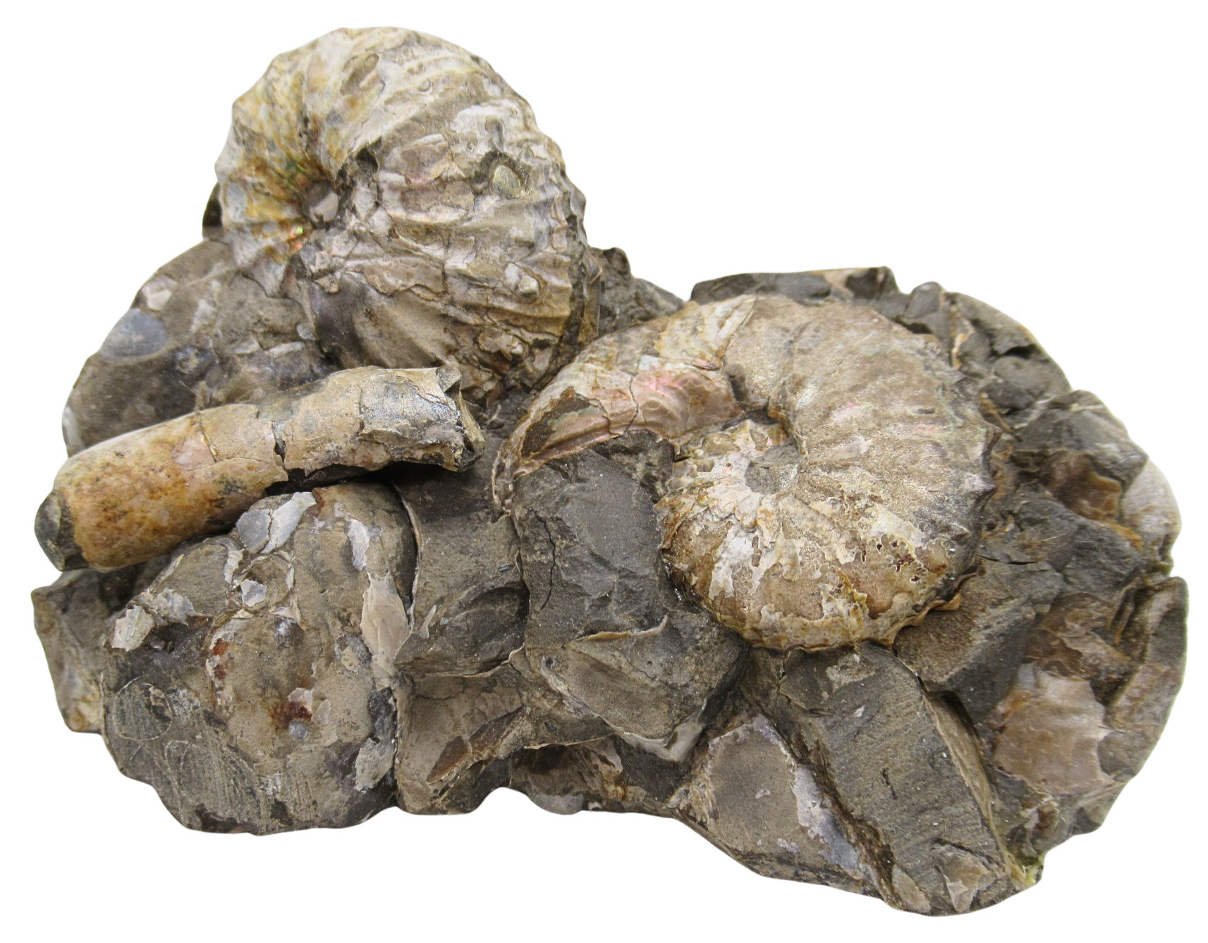 Hoploscaphites Ammonite Fossil For Sale from Glendive Montana 6a | Fossils for Sale Hoploscaphites Ammonite Fossil For Sale from Glendive Montana #6a