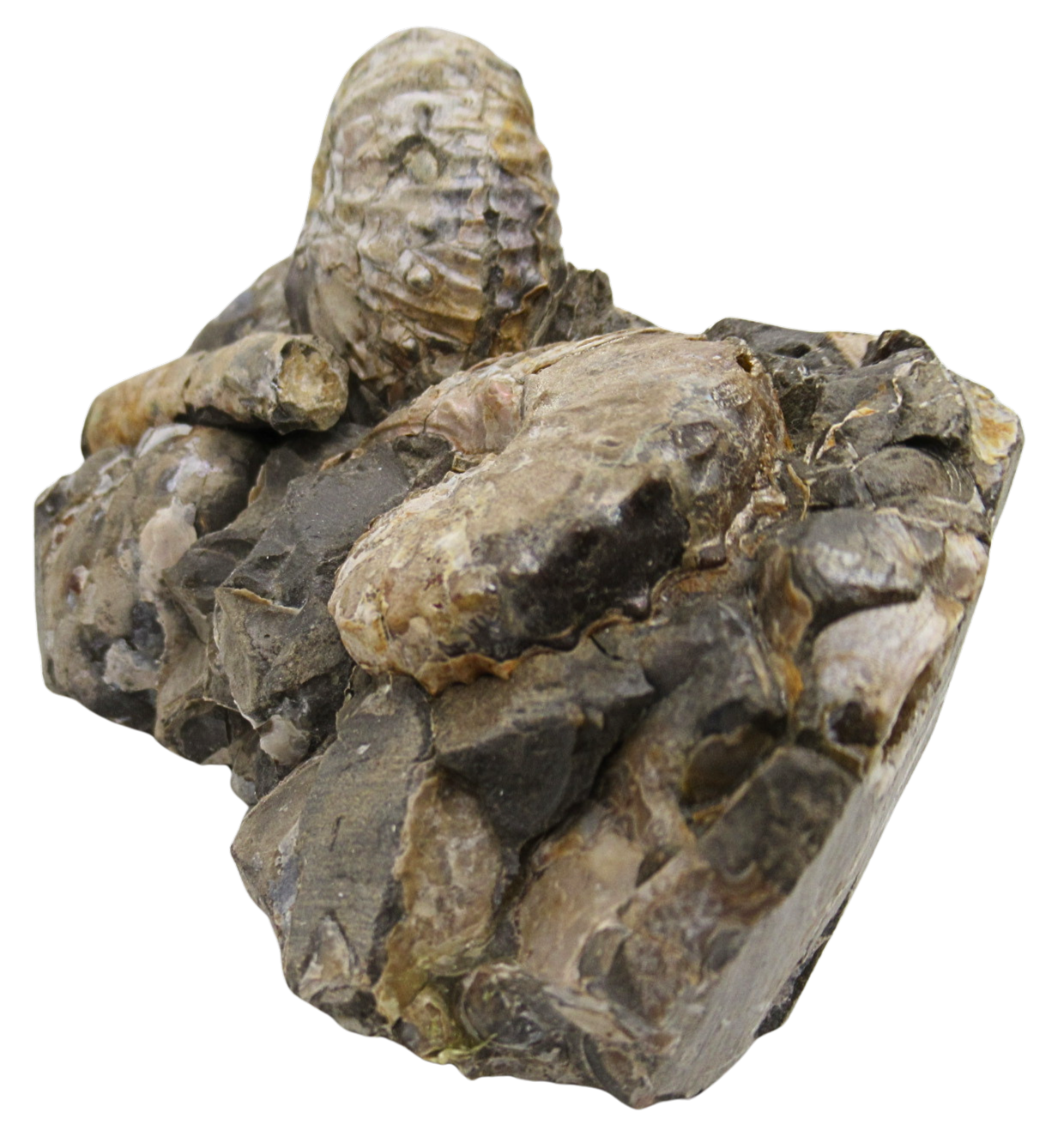 Hoploscaphites Ammonite Fossil For Sale from Glendive Montana 6b | Fossils for Sale Hoploscaphites Ammonite Fossil For Sale from Glendive Montana #6b