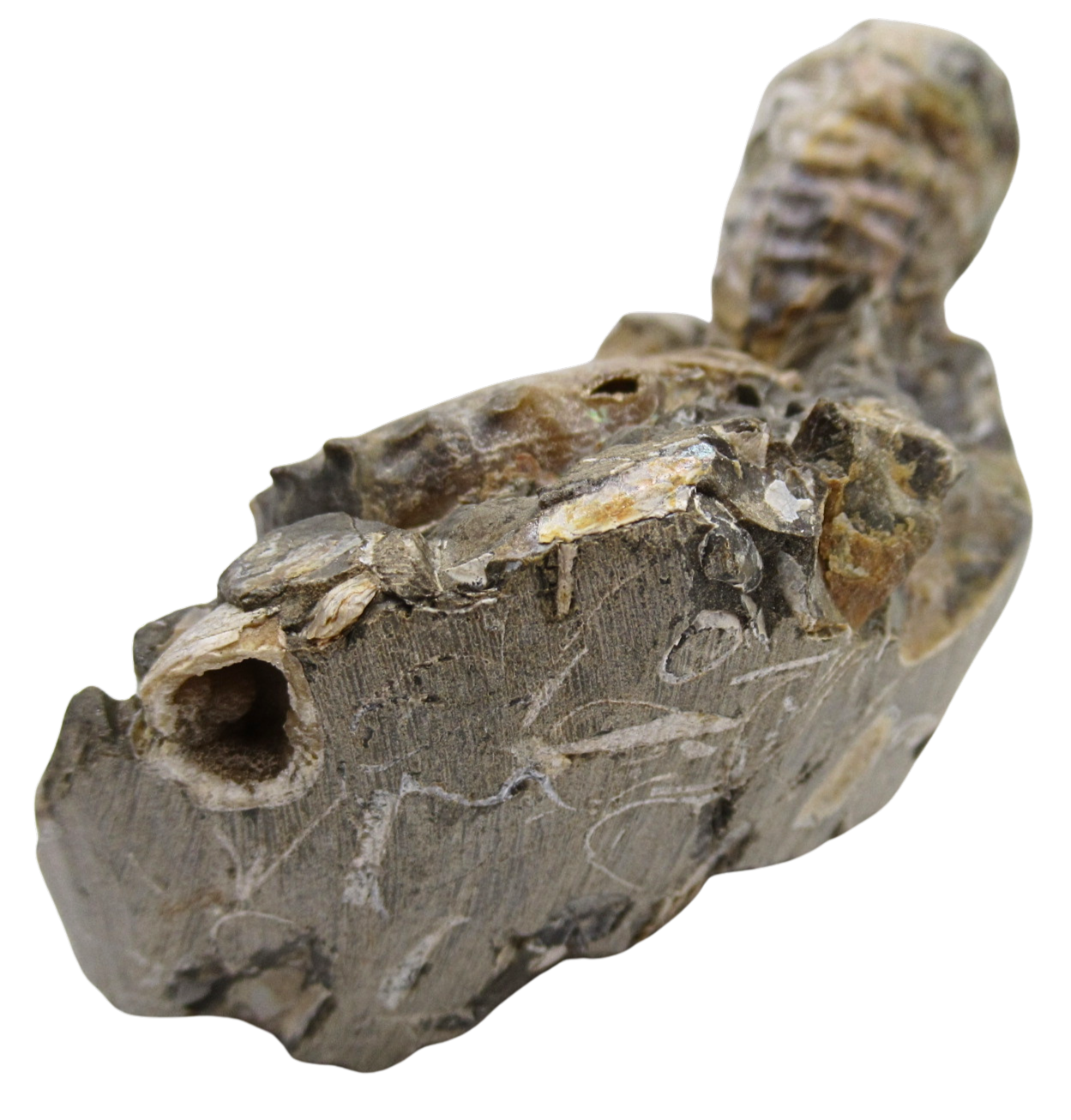 Hoploscaphites Ammonite Fossil For Sale from Glendive Montana 6c | Fossils for Sale Hoploscaphites Ammonite Fossil For Sale from Glendive Montana #6c