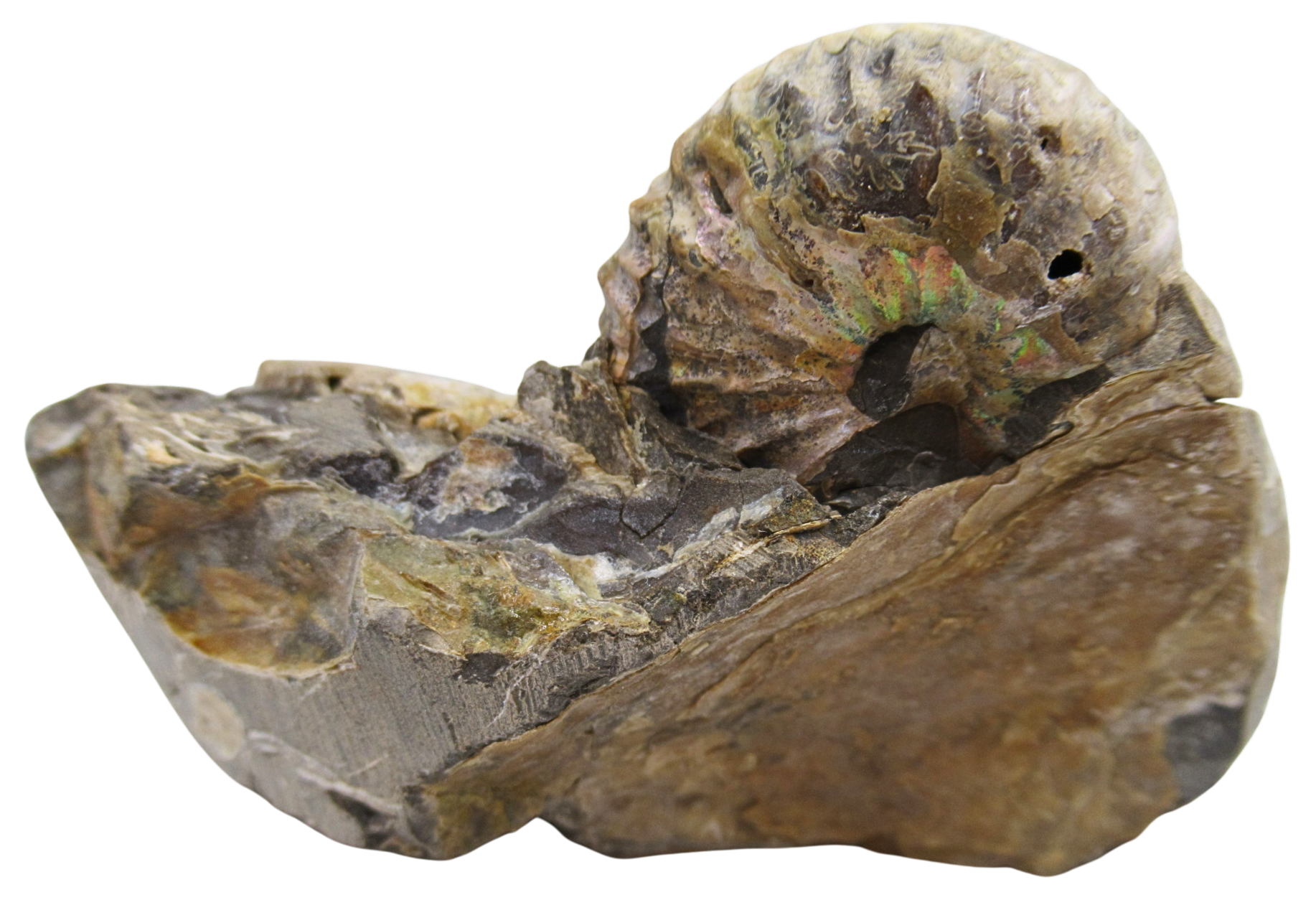 Hoploscaphites Ammonite Fossil For Sale from Glendive Montana 6d | Fossils for Sale Hoploscaphites Ammonite Fossil For Sale from Glendive Montana #6d