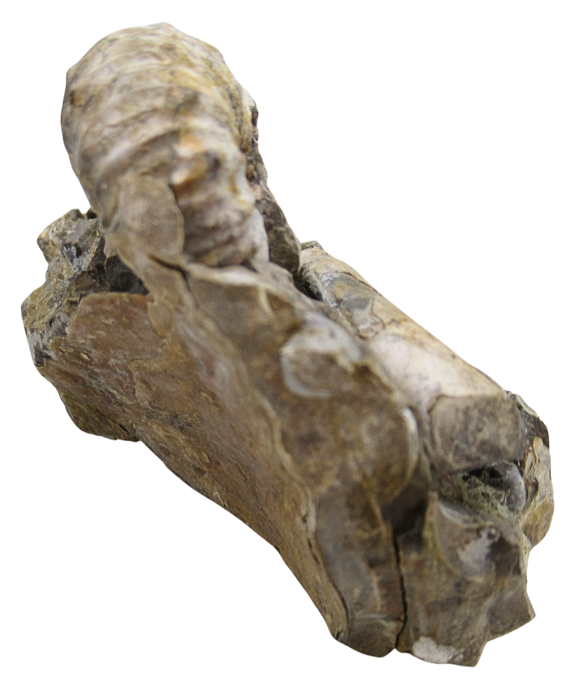 Hoploscaphites Ammonite Fossil For Sale from Glendive Montana 6e | Fossils for Sale Hoploscaphites Ammonite Fossil For Sale from Glendive Montana #6e