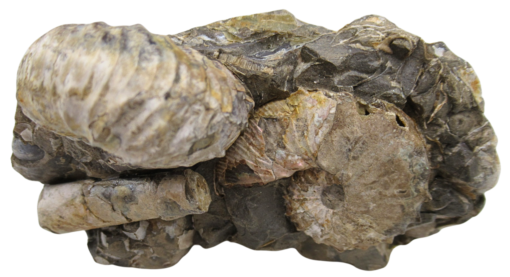 Hoploscaphites Ammonite Fossil For Sale from Glendive Montana 6f | Fossils for Sale Hoploscaphites Ammonite Fossil For Sale from Glendive Montana #6f