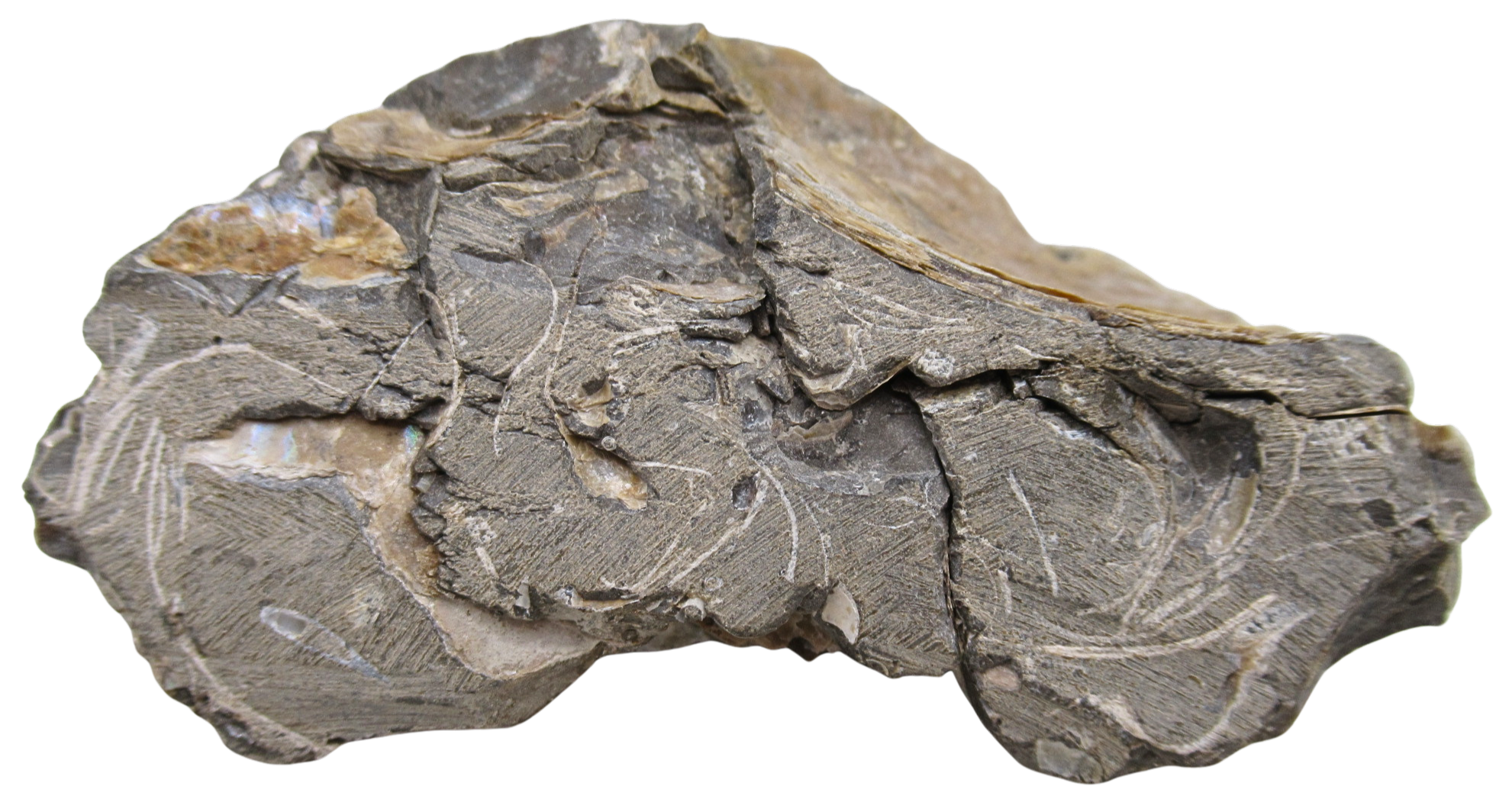 Hoploscaphites Ammonite Fossil For Sale from Glendive Montana 6g | Fossils for Sale Hoploscaphites Ammonite Fossil For Sale from Glendive Montana #6g