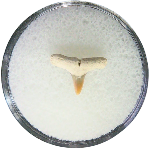 Negaprion eurybathrodon Teeth for Sale Extinct Lemon Shark #1