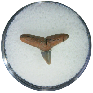 Negaprion eurybathrodon Teeth for Sale Extinct Lemon Shark #10