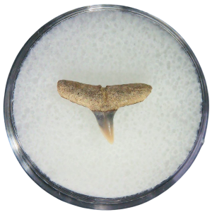 Negaprion eurybathrodon Teeth for Sale Extinct Lemon Shark #11