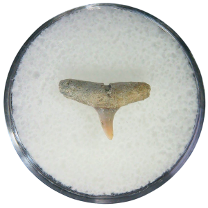 Negaprion eurybathrodon Teeth for Sale Extinct Lemon Shark #12