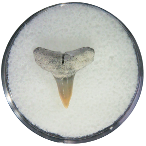 Negaprion eurybathrodon Teeth for Sale Extinct Lemon Shark #13