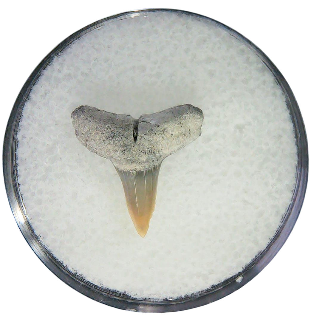 Negaprion eurybathrodon Teeth for Sale Extinct Lemon Shark 13 | Fossils for Sale Negaprion eurybathrodon Teeth for Sale Extinct Lemon Shark #13