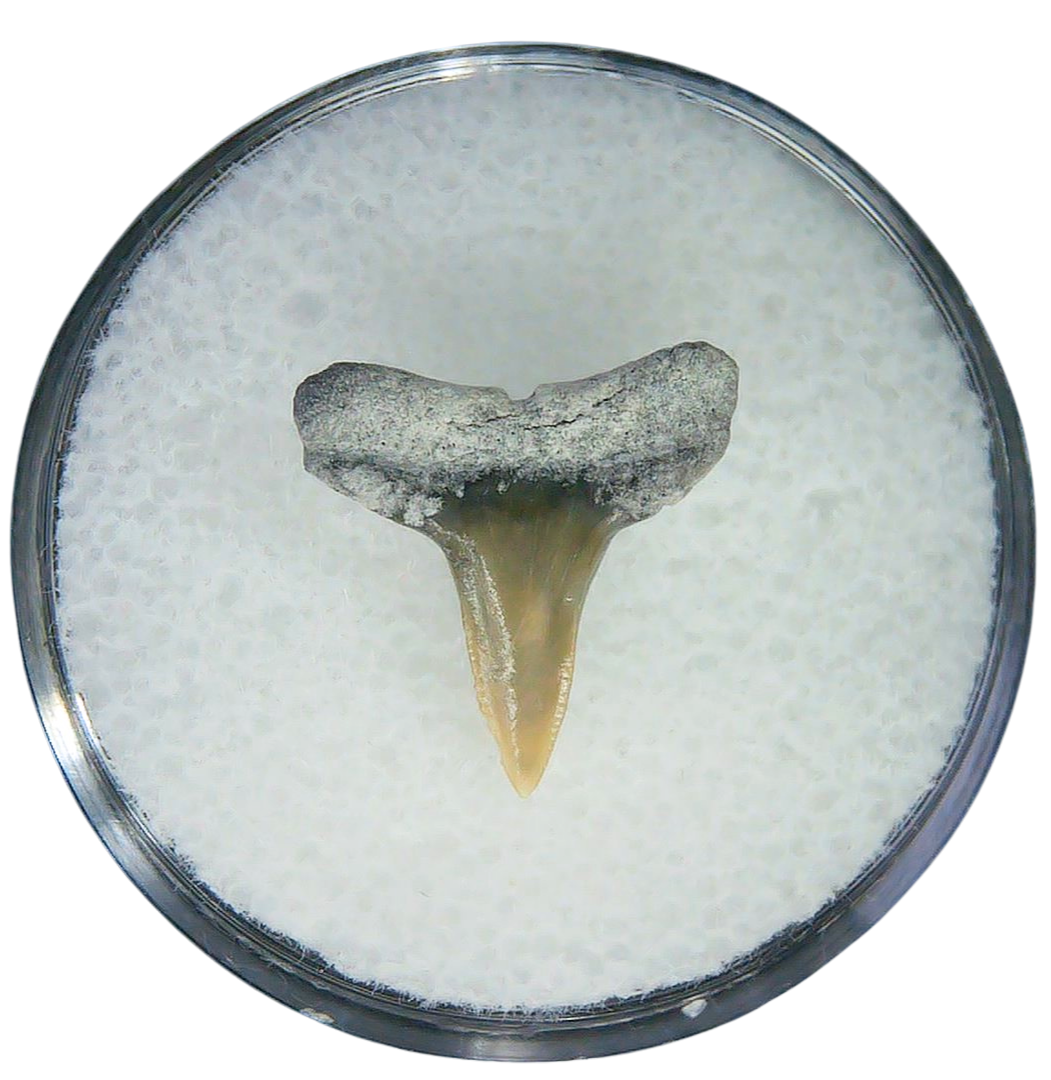 Negaprion eurybathrodon Teeth for Sale Extinct Lemon Shark 13a | Fossils for Sale Negaprion eurybathrodon Teeth for Sale Extinct Lemon Shark #13a