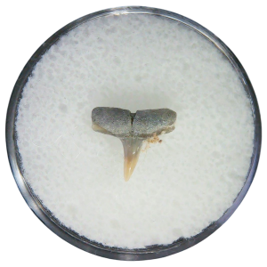 Negaprion eurybathrodon Teeth for Sale Extinct Lemon Shark #14