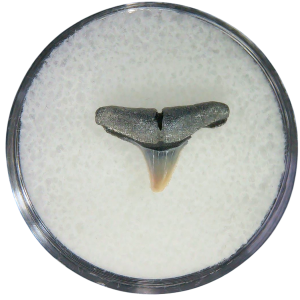 Negaprion eurybathrodon Teeth for Sale Extinct Lemon Shark #15