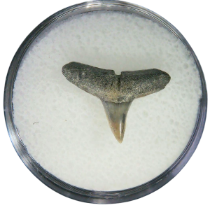 Negaprion eurybathrodon Teeth for Sale Extinct Lemon Shark #16
