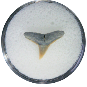 Negaprion eurybathrodon Teeth for Sale Extinct Lemon Shark #17