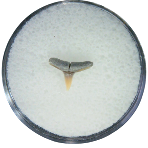 Negaprion eurybathrodon Teeth for Sale Extinct Lemon Shark #18