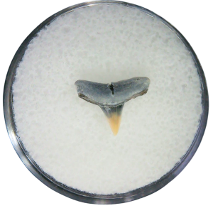 Negaprion eurybathrodon Teeth for Sale Extinct Lemon Shark #19