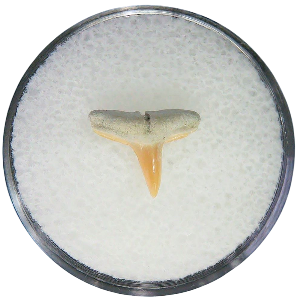 Negaprion eurybathrodon Teeth for Sale Extinct Lemon Shark 2 | Fossils for Sale Negaprion eurybathrodon Teeth for Sale Extinct Lemon Shark #2