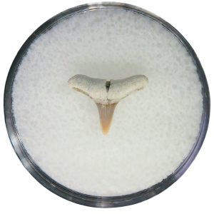 Negaprion eurybathrodon Teeth for Sale Extinct Lemon Shark #20