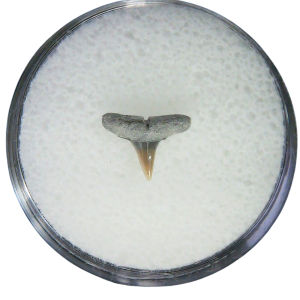 Negaprion eurybathrodon Teeth for Sale Extinct Lemon Shark #21