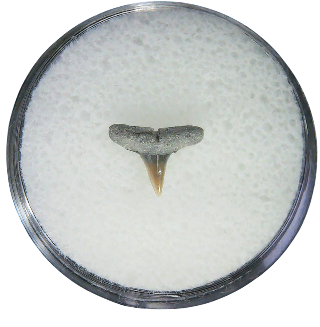 Negaprion eurybathrodon Teeth for Sale Extinct Lemon Shark 21 | Fossils for Sale Negaprion eurybathrodon Teeth for Sale Extinct Lemon Shark #21