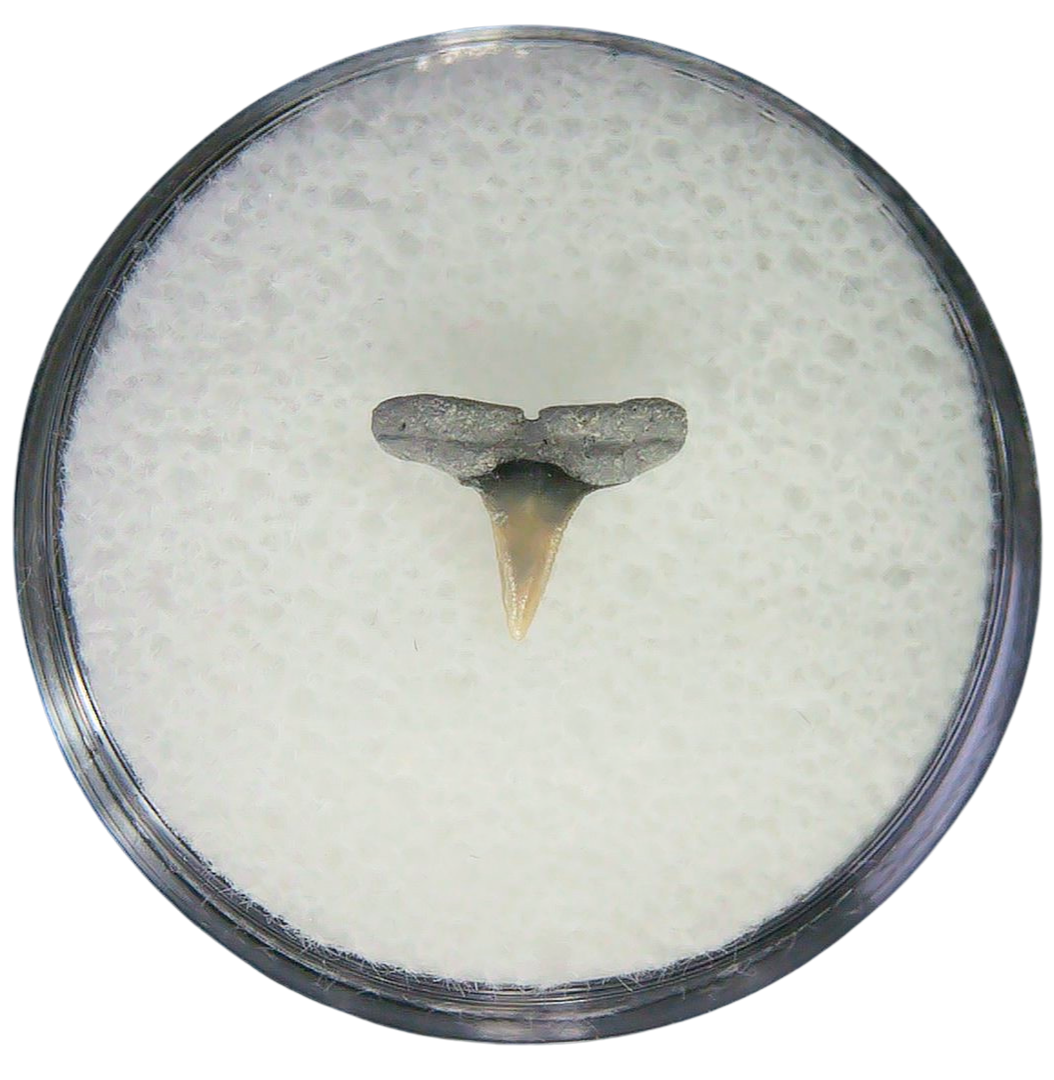 Negaprion eurybathrodon Teeth for Sale Extinct Lemon Shark 21a | Fossils for Sale Negaprion eurybathrodon Teeth for Sale Extinct Lemon Shark #21a