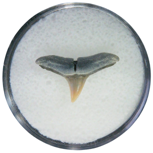 Negaprion eurybathrodon Teeth for Sale Extinct Lemon Shark #22