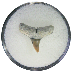 Negaprion eurybathrodon Teeth for Sale Extinct Lemon Shark #23