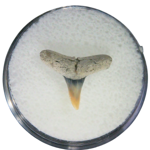 Negaprion eurybathrodon Teeth for Sale Extinct Lemon Shark #24