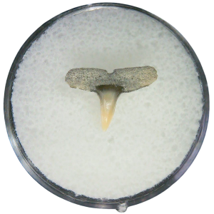 Negaprion eurybathrodon Teeth for Sale Extinct Lemon Shark #25a