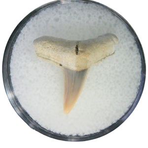 Negaprion eurybathrodon Teeth for Sale Extinct Lemon Shark #26