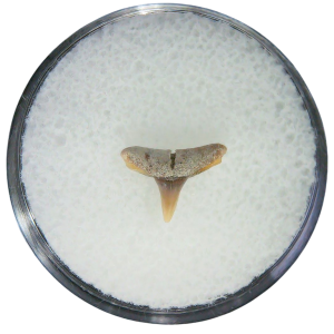 Negaprion eurybathrodon Teeth for Sale Extinct Lemon Shark #27